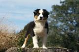BERGER AUSTRALIEN PUPPIES 567